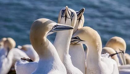 九游体育网址-英雄联盟高校联赛火热报名中，校园战火燃起，英雄联盟高校联赛2021报名